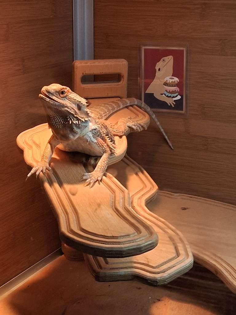 Enlarge Cheddar, an adopted Bearded Dragon in Sacramento, CA image 3/3