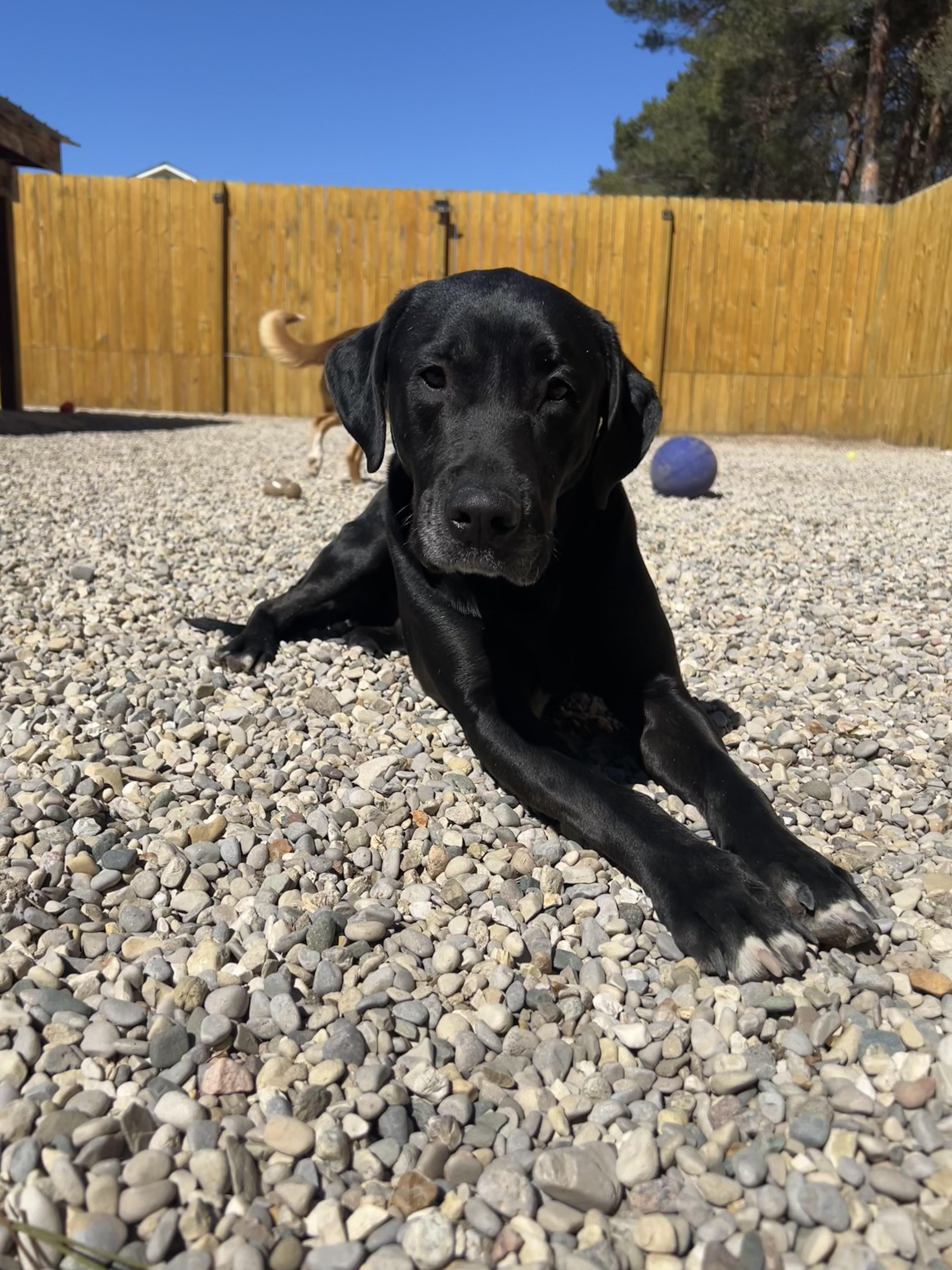 Enlarge Rocky, a ADOPTABLE mixed breed in Bellaire, MI image 4/6