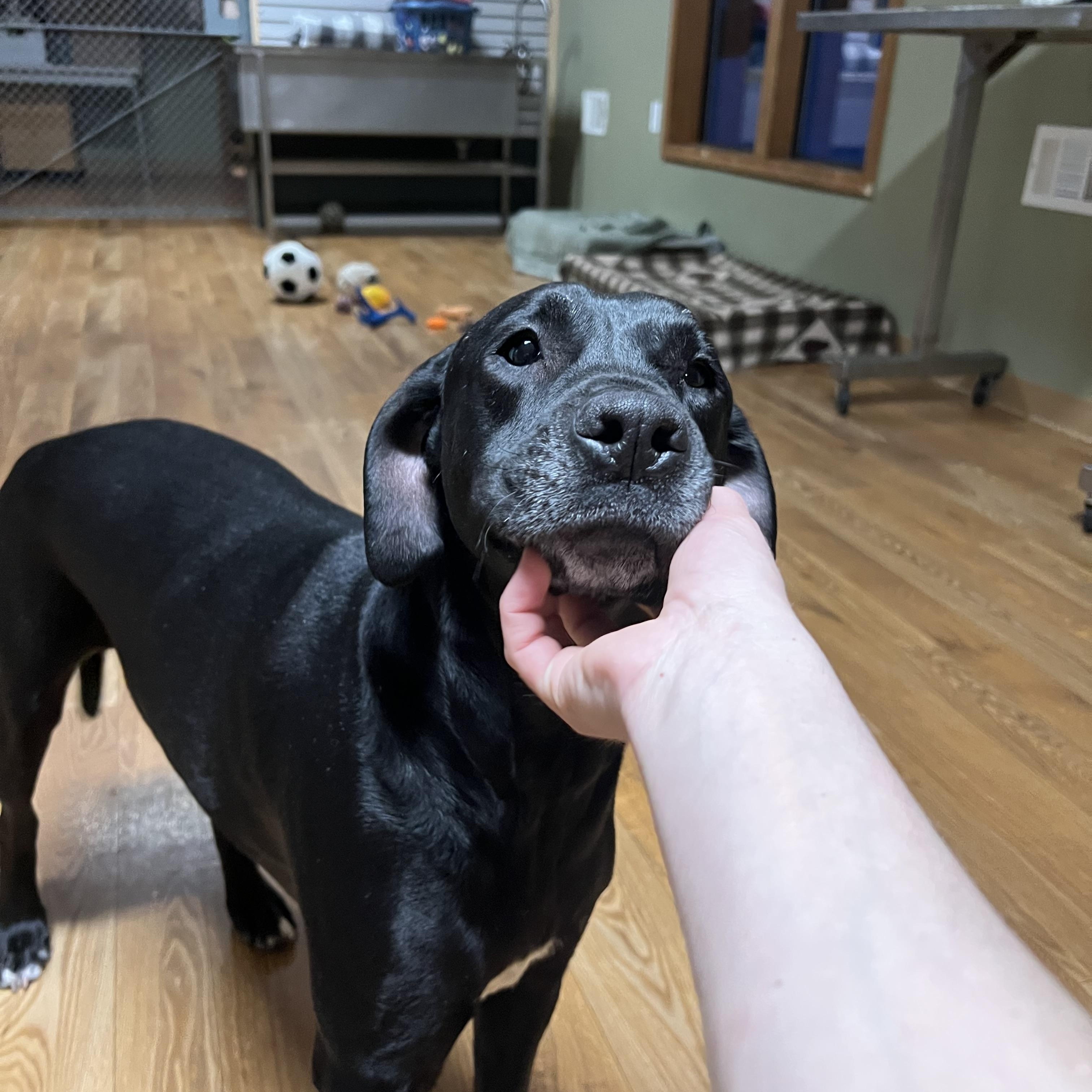 Enlarge Rocky, a ADOPTABLE mixed breed in Bellaire, MI image 1/6
