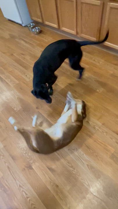 Enlarge Rocky, a ADOPTABLE mixed breed in Bellaire, MI video 5/6