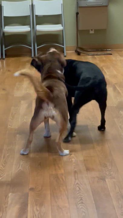 Enlarge Rocky, a ADOPTABLE mixed breed in Bellaire, MI video 2/6