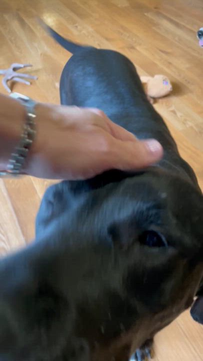 Enlarge Rocky, a ADOPTABLE mixed breed in Bellaire, MI video 3/6