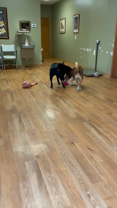 Enlarge Rocky, a ADOPTABLE mixed breed in Bellaire, MI video 6/6