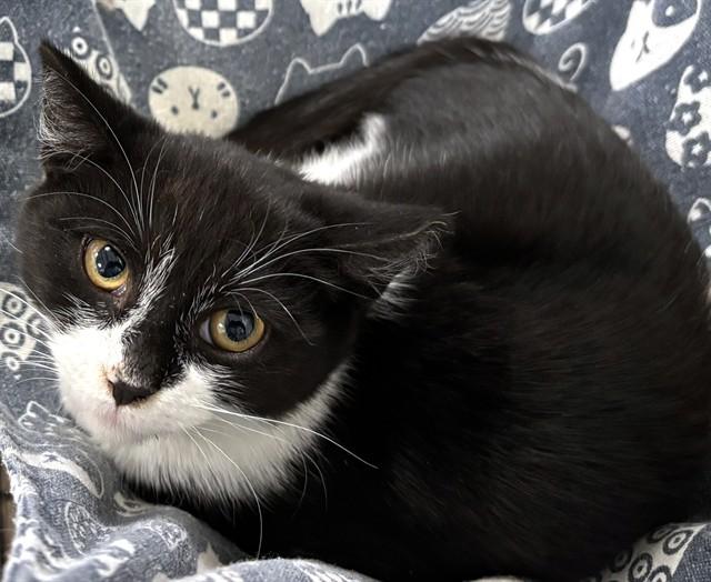 Enlarge SWEET PEA, a Adoptable Domestic Short Hair in Dedham, MA image 1/1