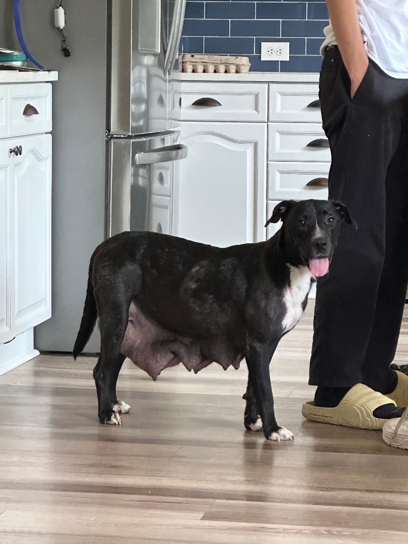 Tea, Adopted, Young Female Black Labrador Retriever & American Staffordshire Terrier.