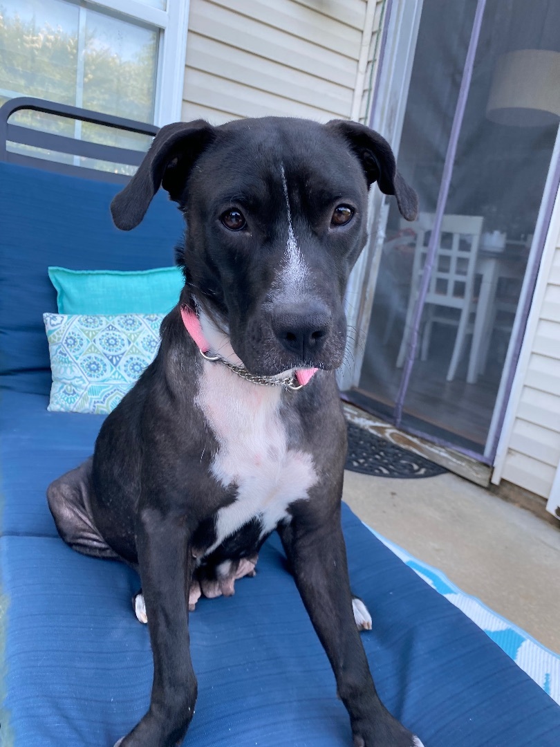 Enlarge Tea, a Adopted mixed breed in Monroe, NC image 2/6