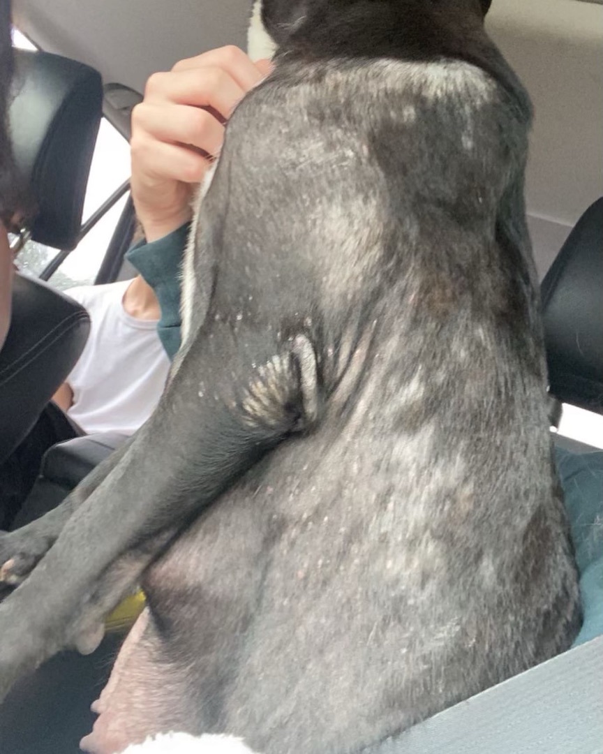 Enlarge Tea, a Adopted mixed breed in Monroe, NC image 3/6