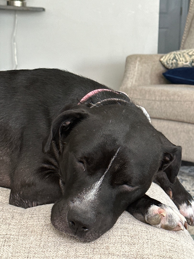 Enlarge Tea, a Adopted mixed breed in Monroe, NC image 4/6