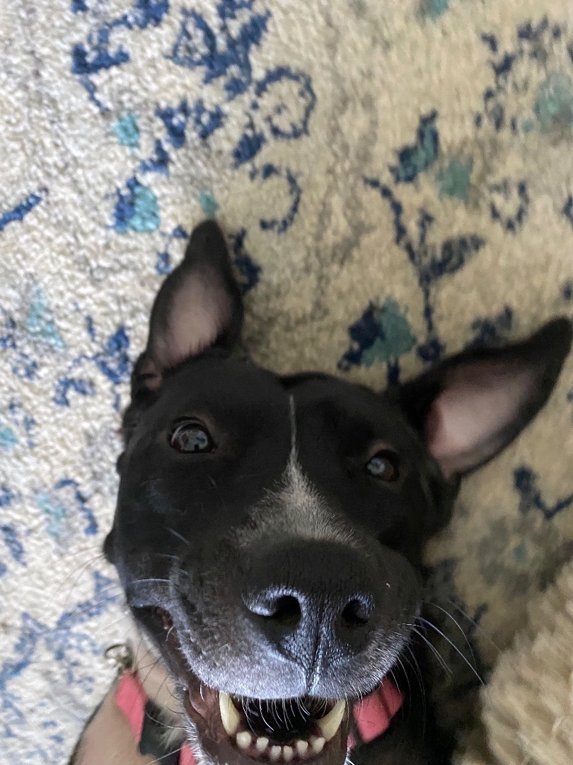 Enlarge Tea, a Adopted mixed breed in Monroe, NC image 5/6