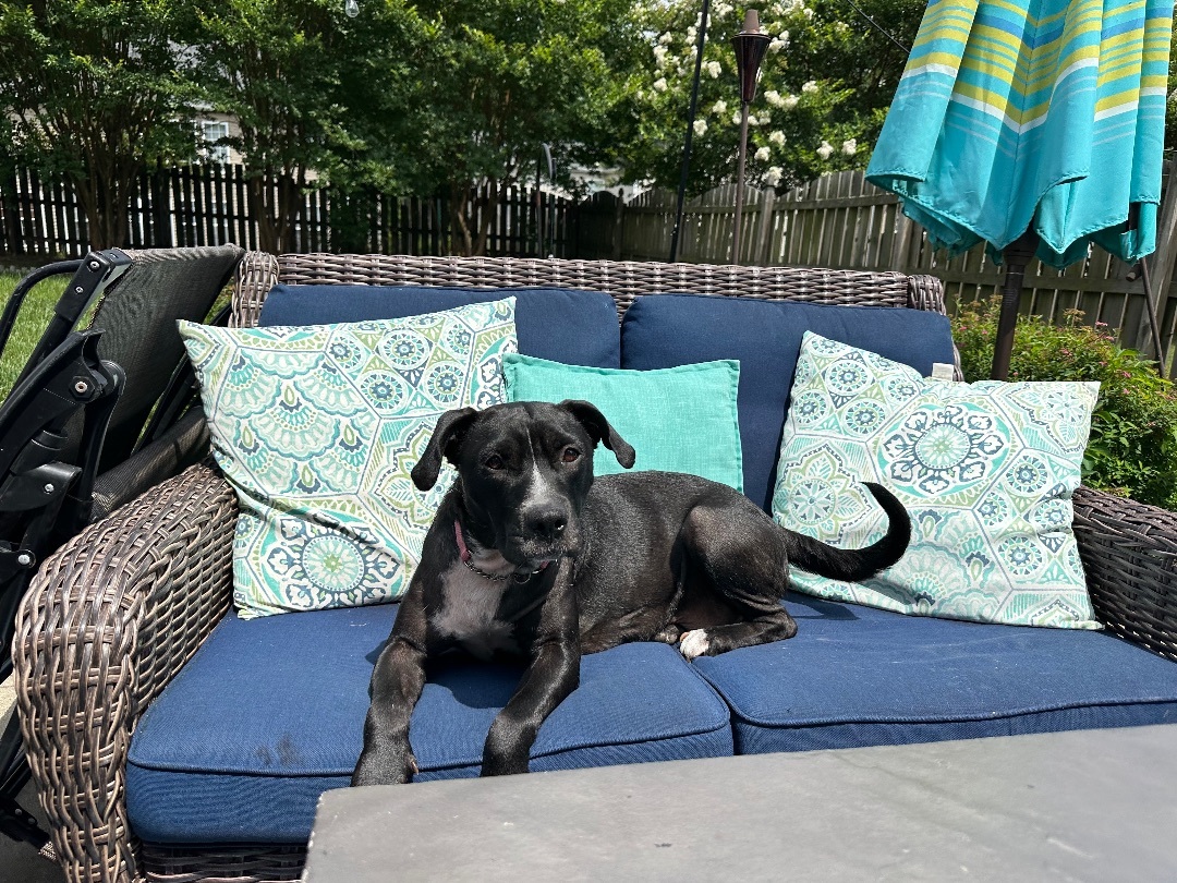 Enlarge Tea, a Adopted mixed breed in Monroe, NC image 6/6