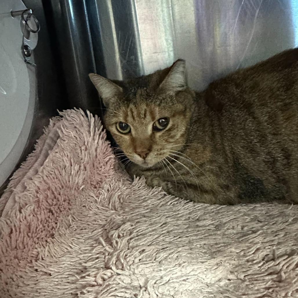 Lilly, Adoptable, Adult Female Domestic Short Hair.