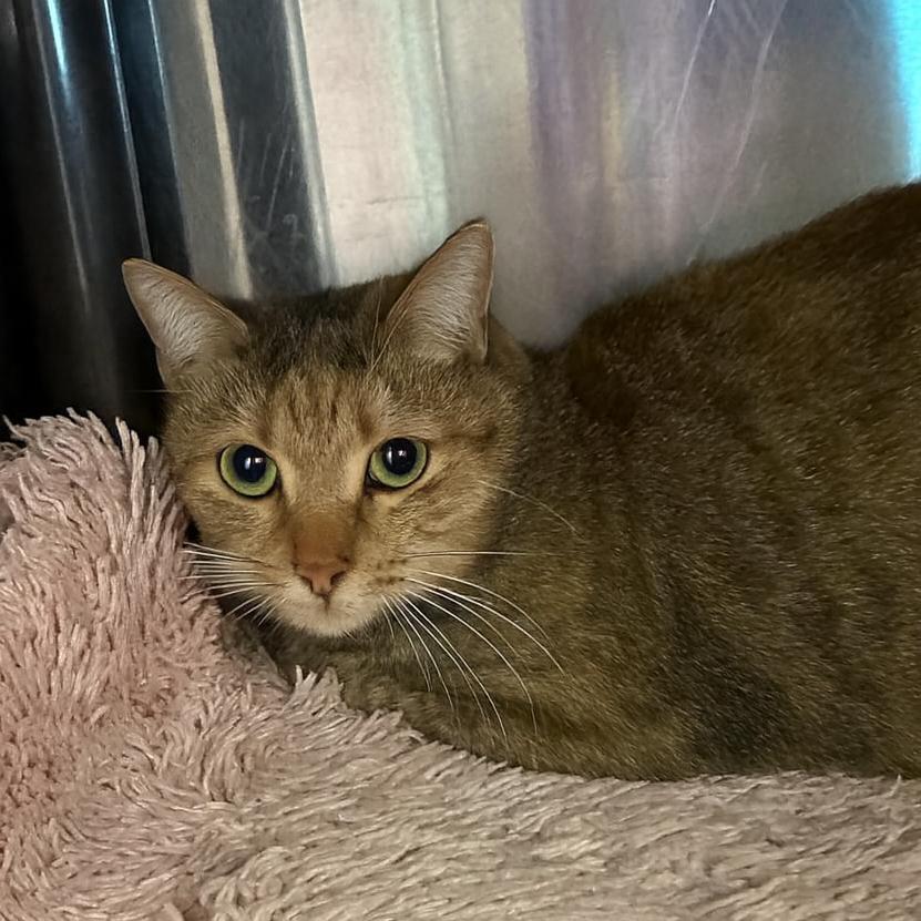 Enlarge Lilly, a Adoptable Domestic Short Hair in Jefferson city, TN image 1/1