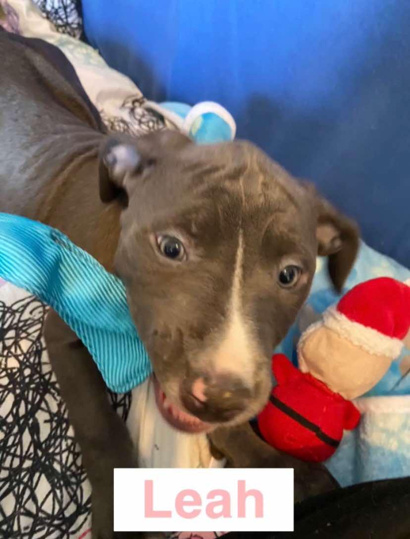 Leah, Adoptable, Young Female Pit Bull Terrier.