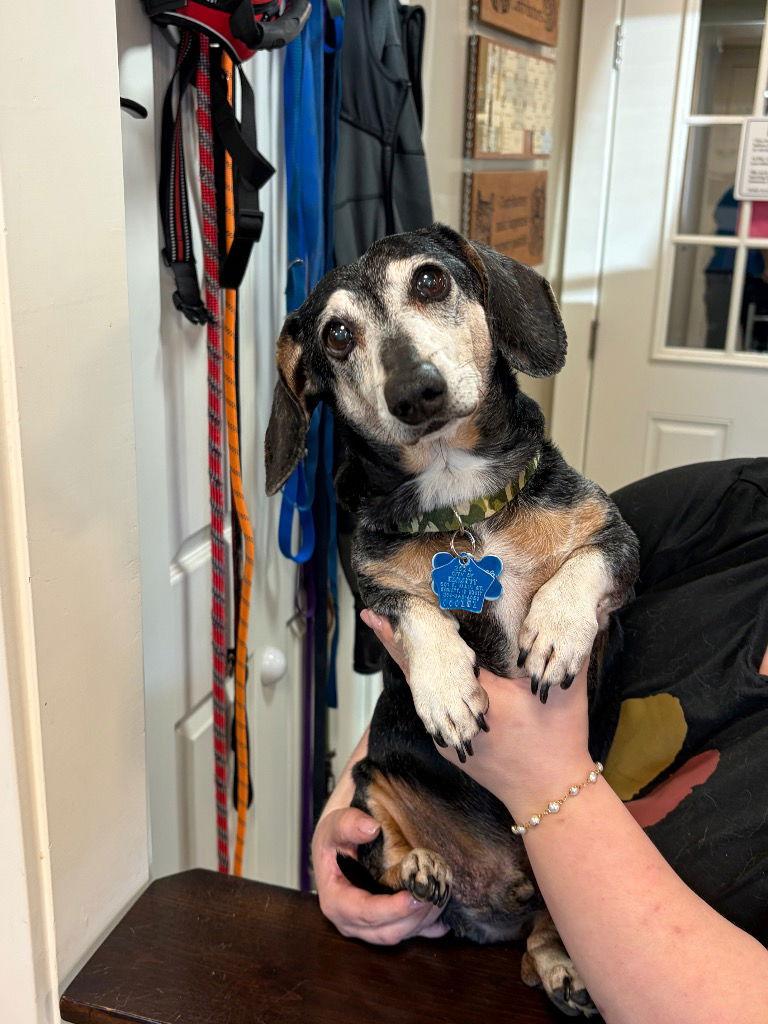 Enlarge Adoption Pending - Remi, a Adoptable Dachshund in Emmett, ID image 1/1