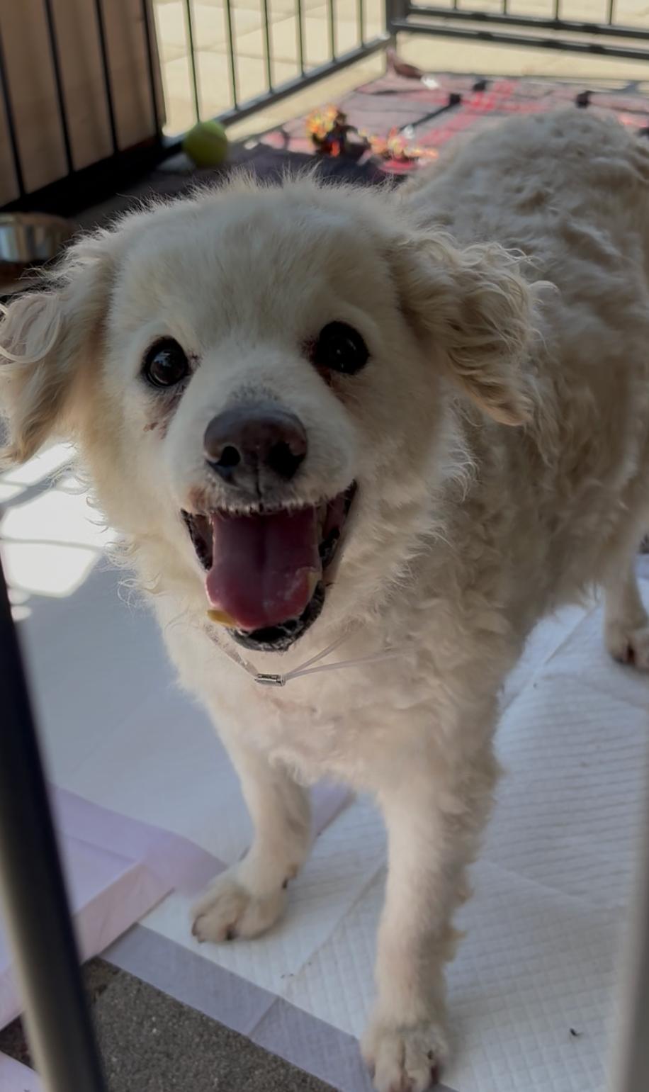 Tiara, a ADOPTABLE mixed breed in San Diego, CA image 3/6
