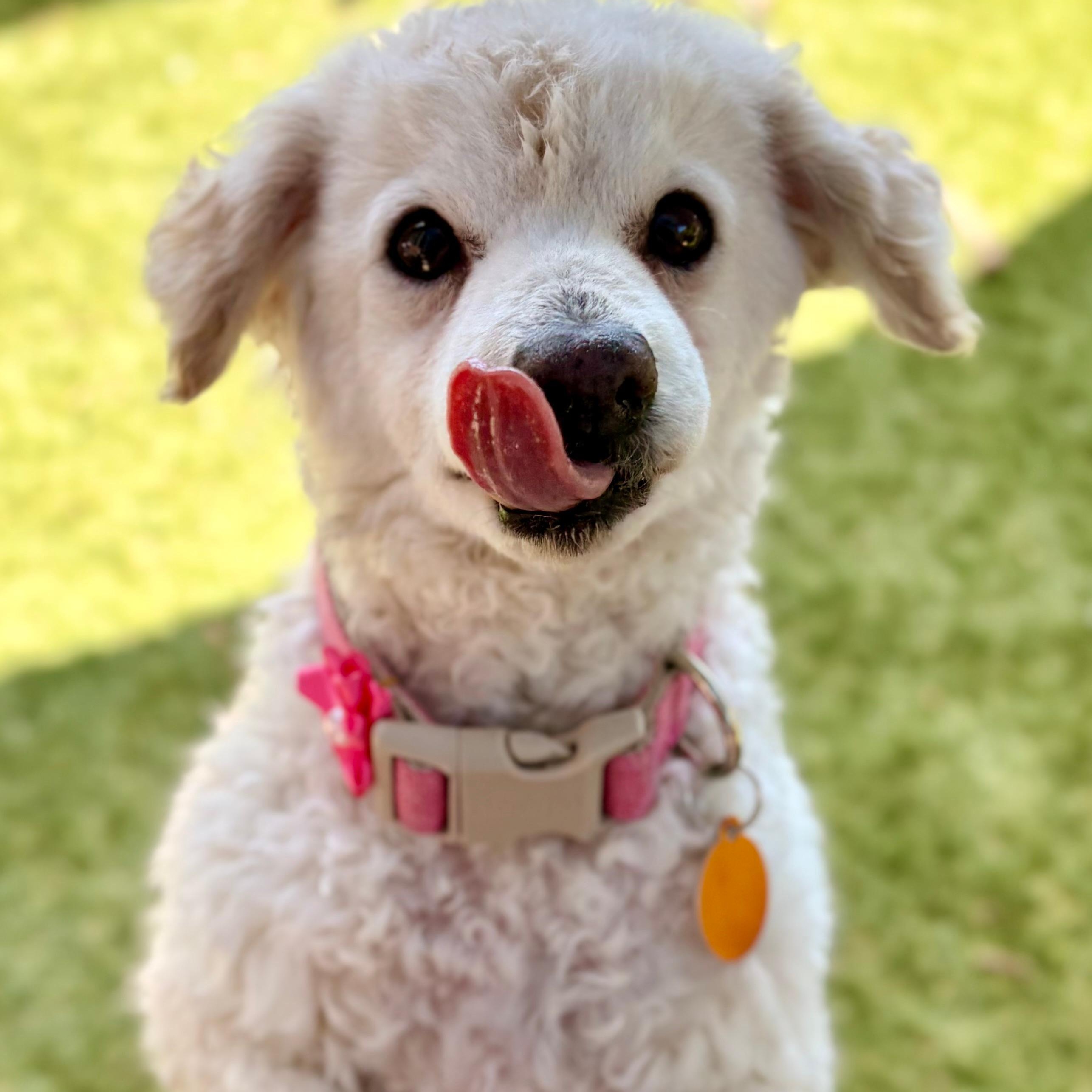 Tiara, ADOPTABLE, Senior Female Bichon Frise.