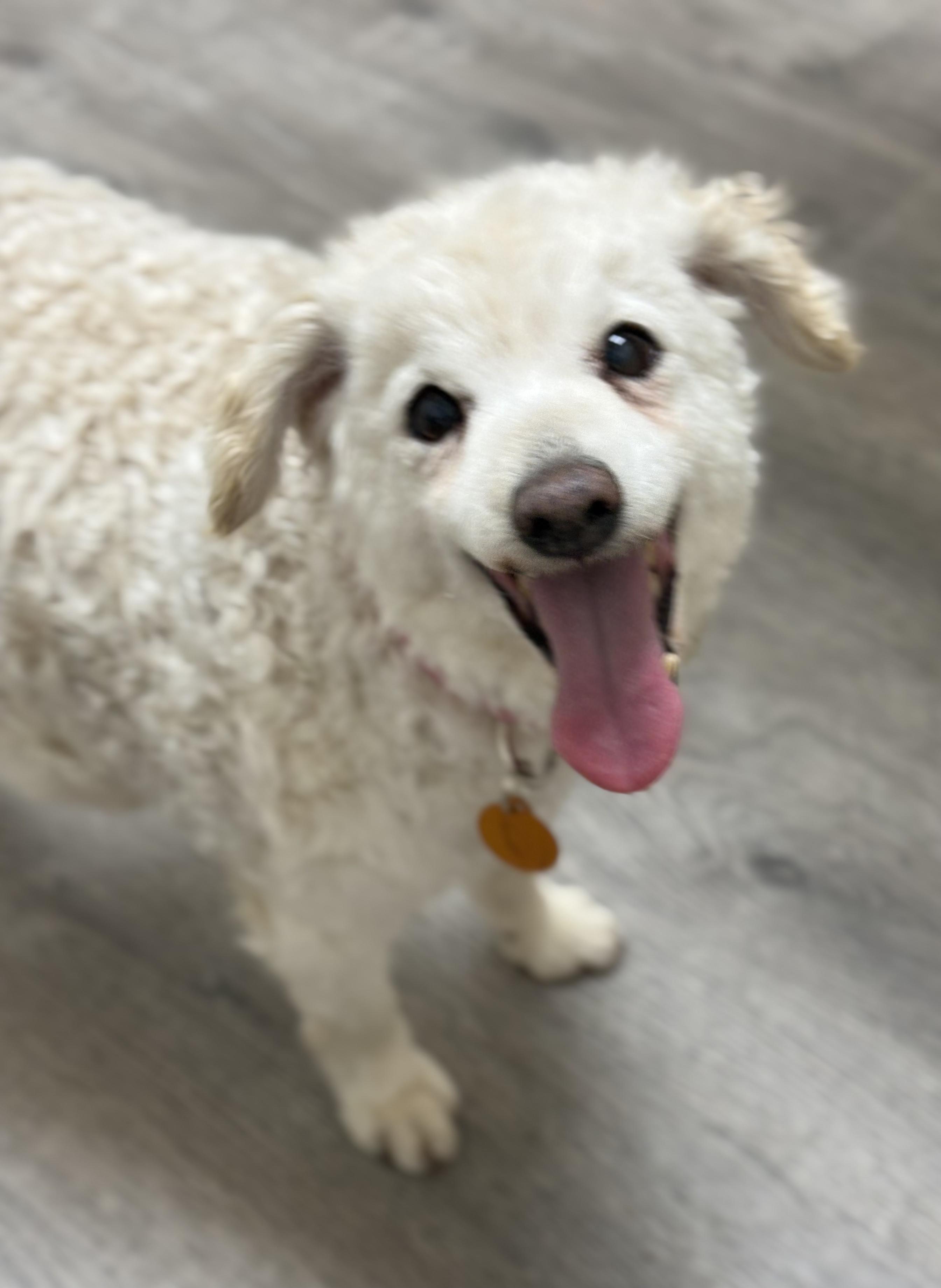 Tiara, a ADOPTABLE mixed breed in San Diego, CA image 2/6