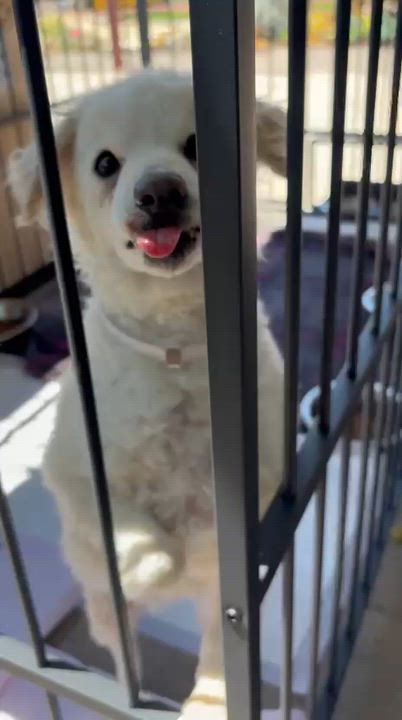 Enlarge Tiara, a ADOPTABLE mixed breed in San Diego, CA video 4/6