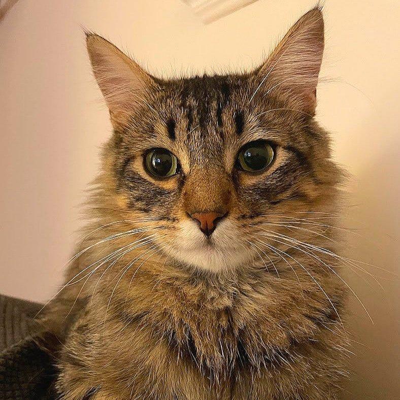 Toni, Adoptable, Adult Male Domestic Medium Hair.