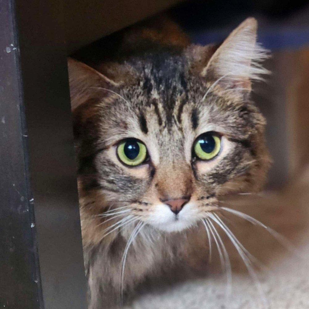 Toni, a Adoptable Domestic Medium Hair in Abbotsford, BC image 2/4