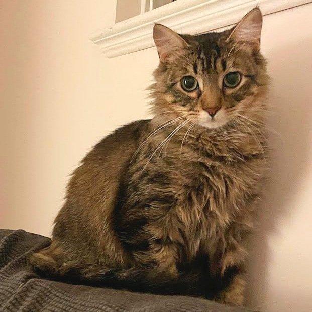 Toni, Adult Male Domestic Medium Hair