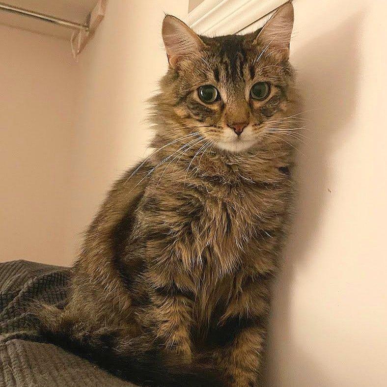 Toni, a Adoptable Domestic Medium Hair in Abbotsford, BC image 4/4