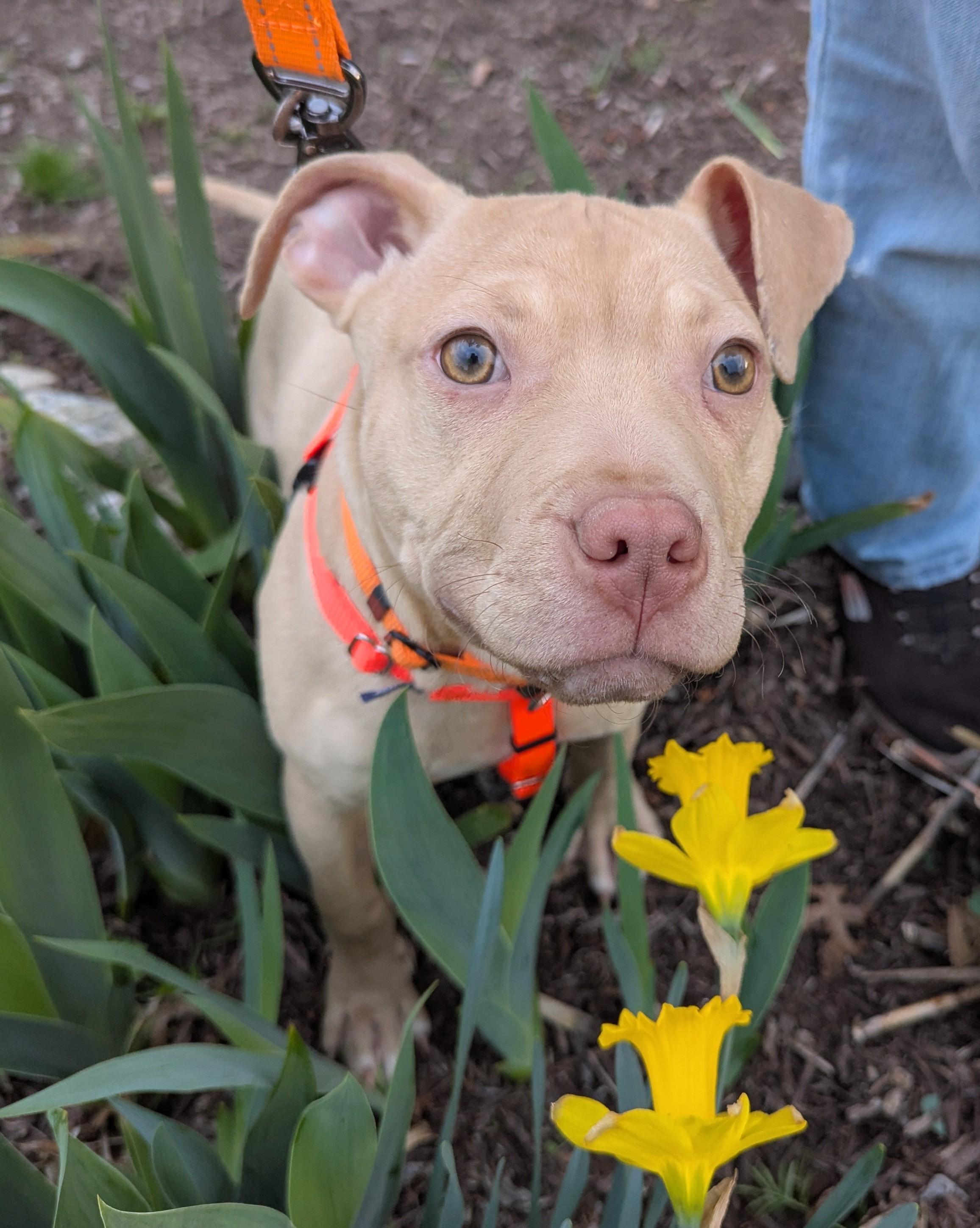 Enlarge Buster Brown , a Adoptable mixed breed in Stratford, CT image 2/5