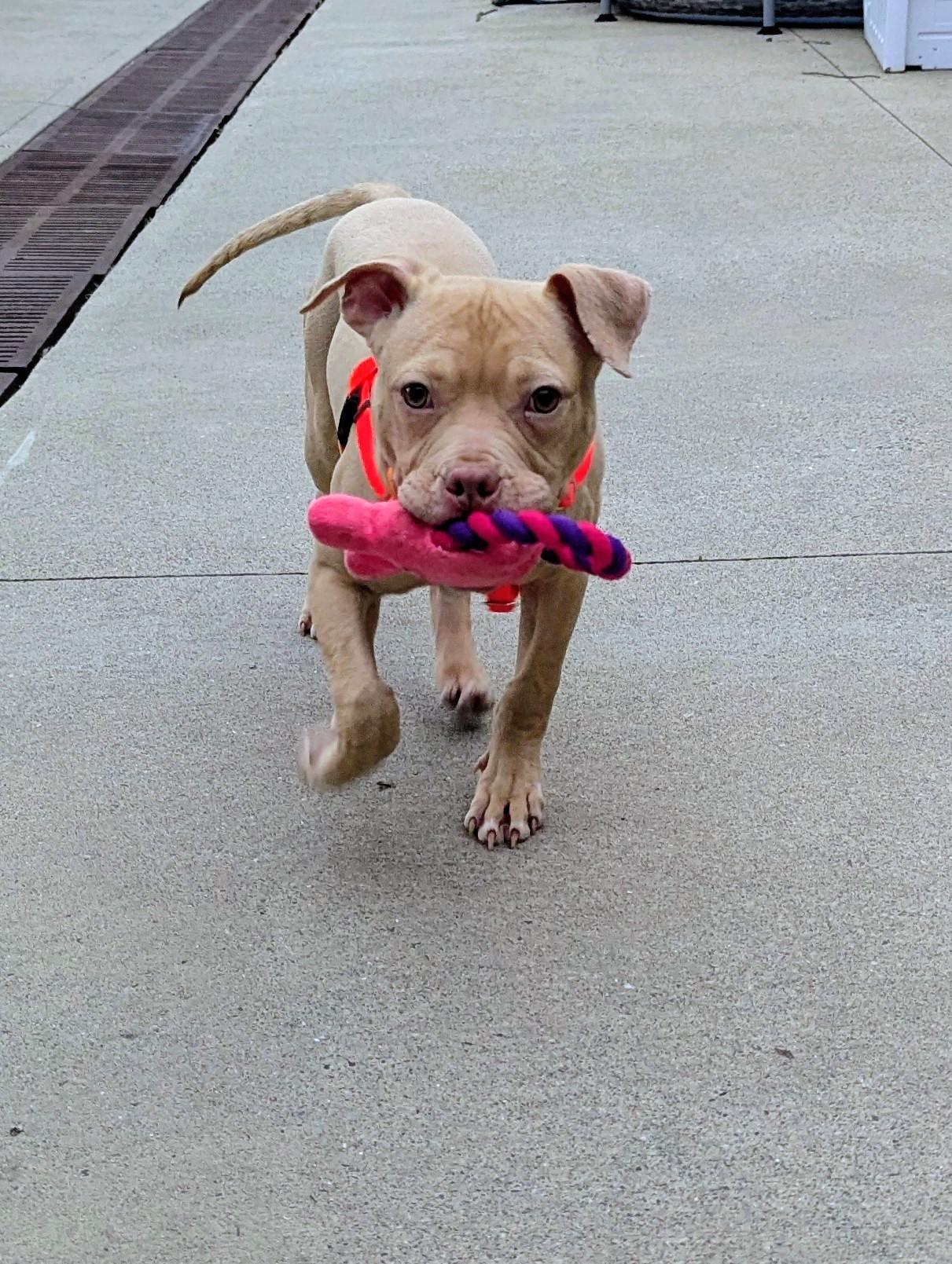 Enlarge Buster Brown , a Adoptable mixed breed in Stratford, CT image 3/5