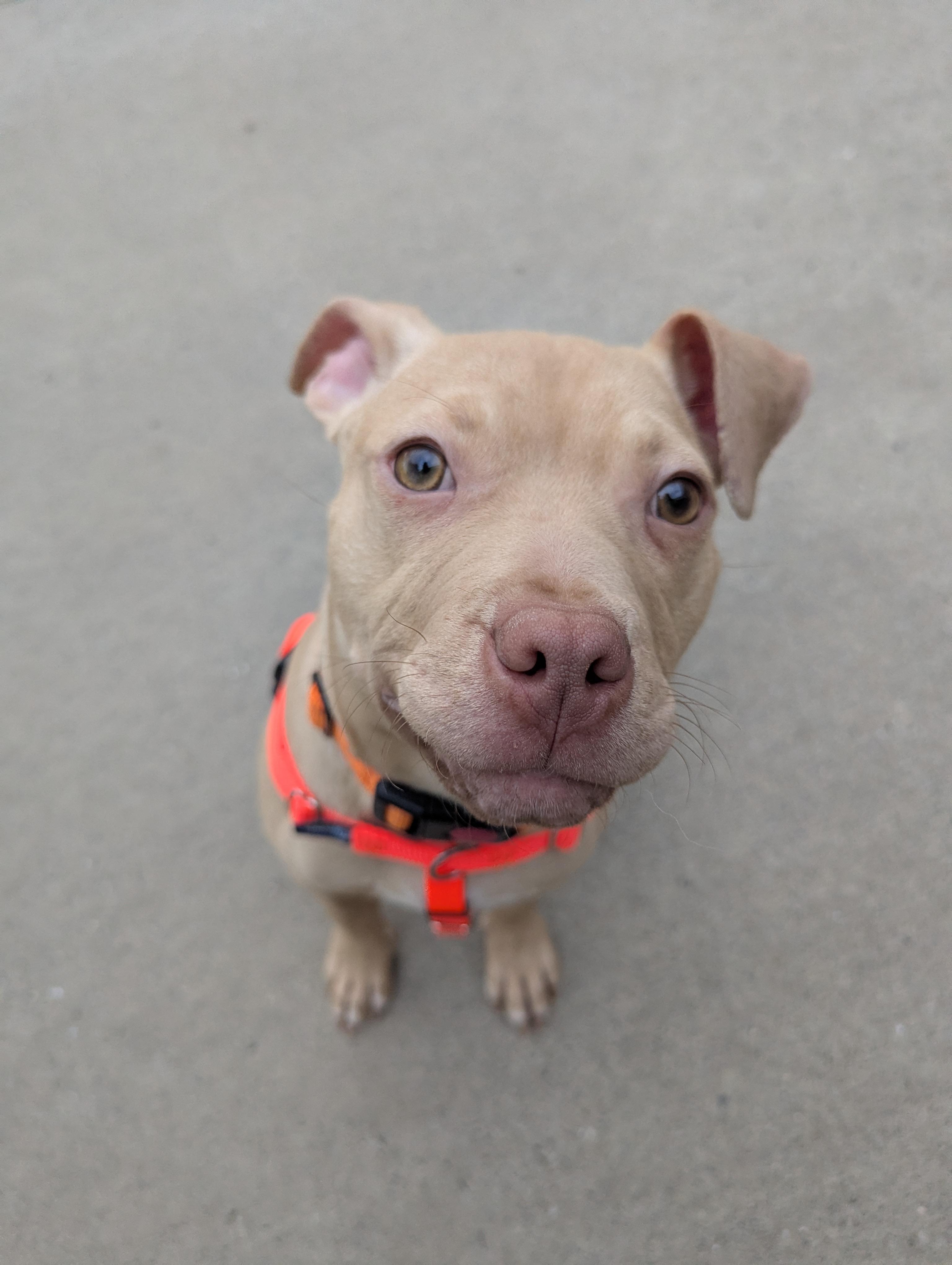 Enlarge Buster Brown , a Adoptable mixed breed in Stratford, CT image 4/5