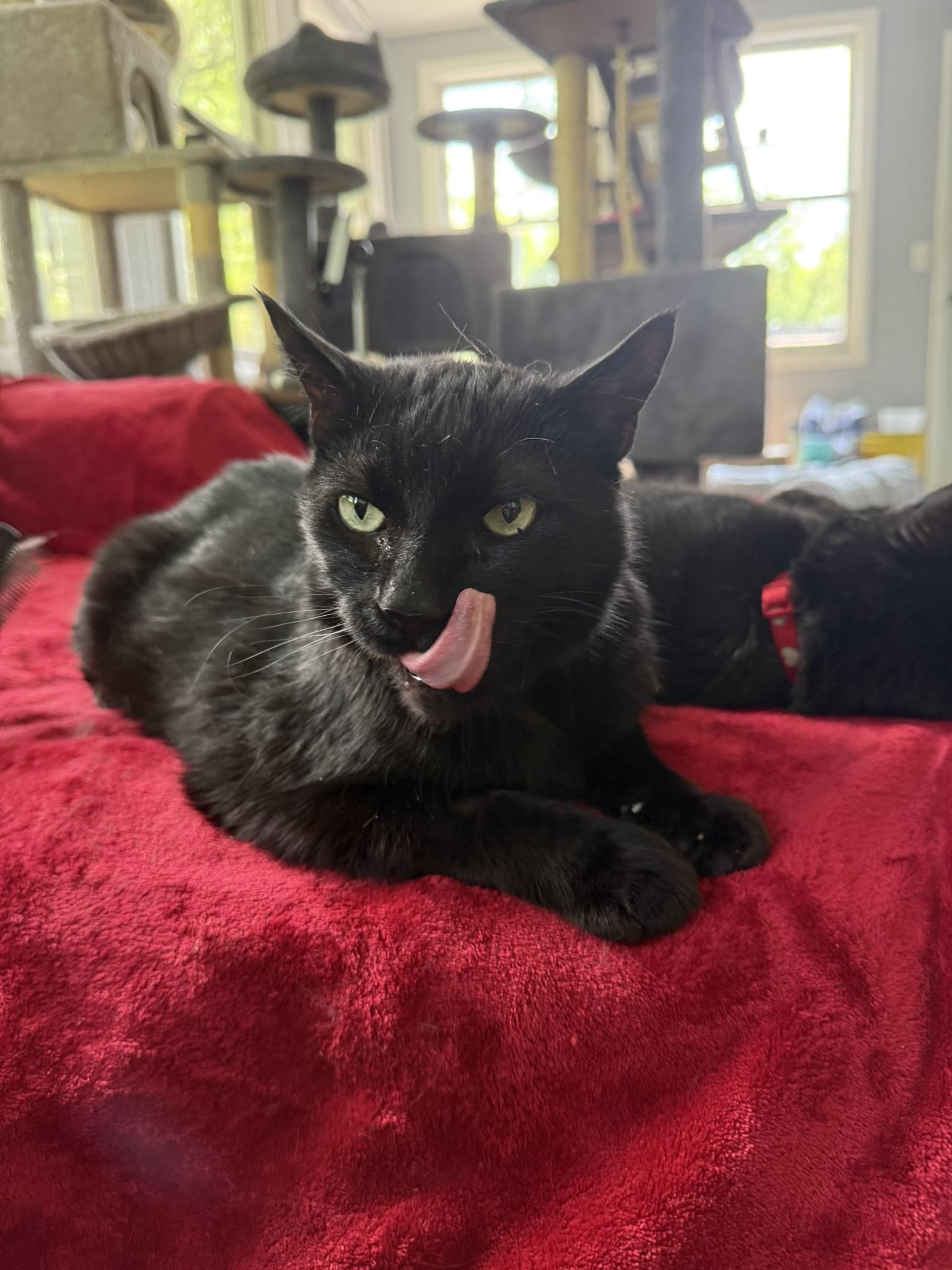 Little Bob, an adoptable Domestic Short Hair in Onalaska, WI, 54650 | Photo Image 3