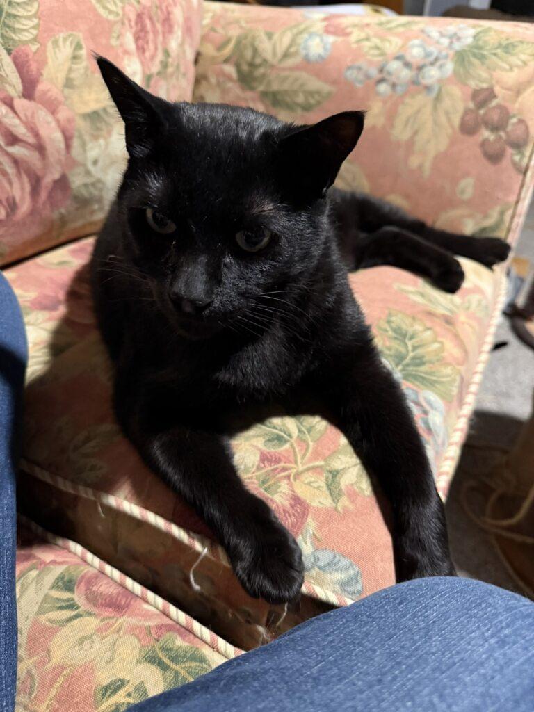 Little Bob, a Adoptable Domestic Short Hair in Onalaska, WI image 3/6