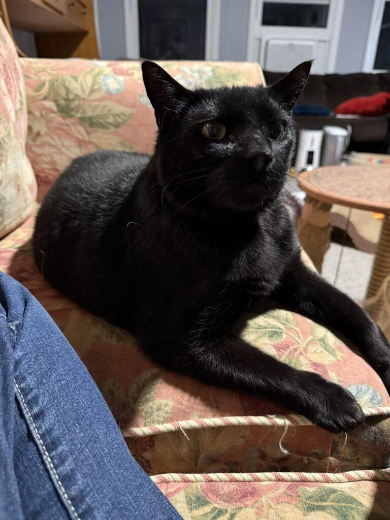 Little Bob, a Adoptable Domestic Short Hair in Onalaska, WI image 6/6