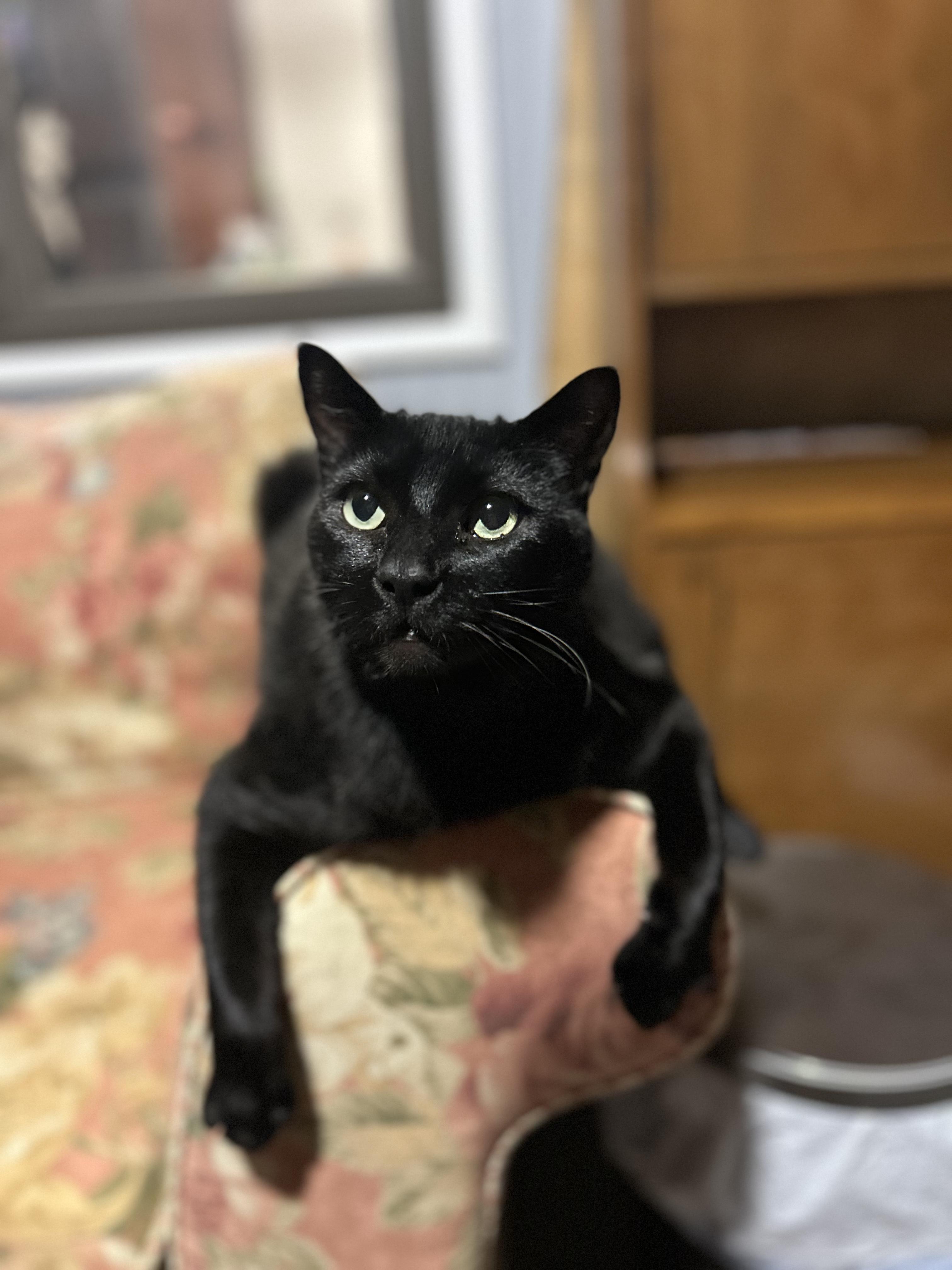 Little Bob, a Adoptable Domestic Short Hair in Onalaska, WI image 4/6