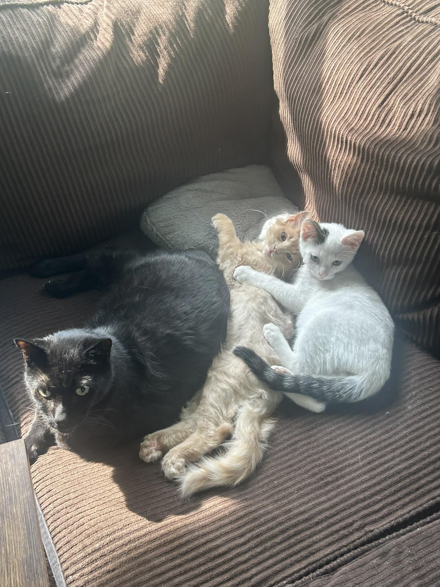 Little Bob, an adoptable Domestic Short Hair in Onalaska, WI, 54650 | Photo Image 6