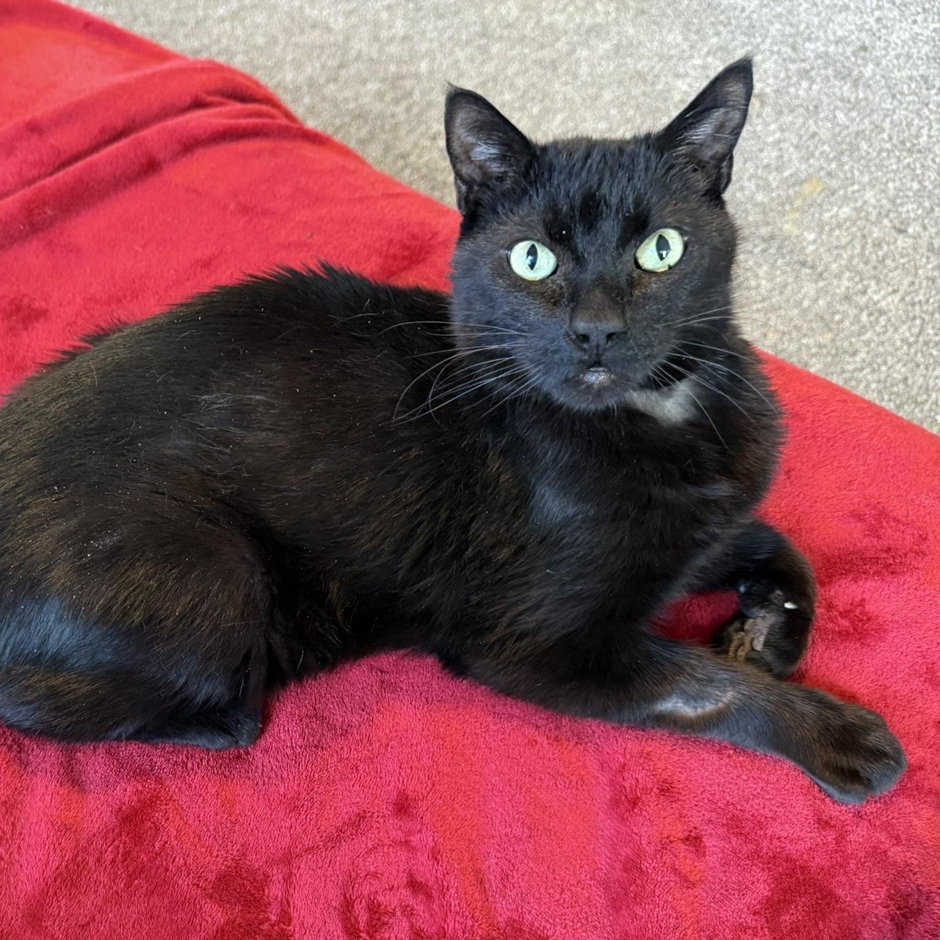 Little Bob, an adoptable Domestic Short Hair in Onalaska, WI, 54650 | Photo Image 5