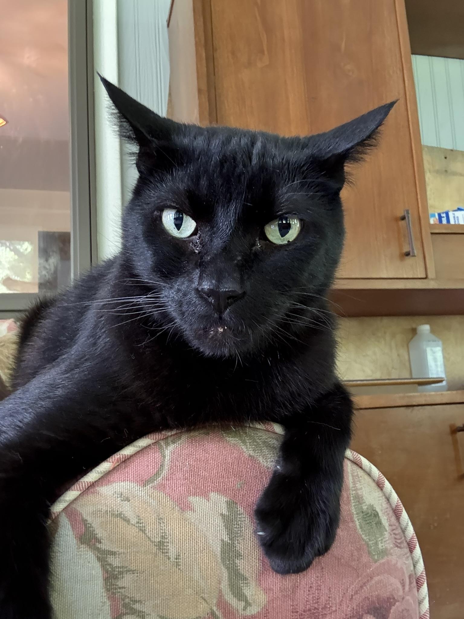 Little Bob, an adoptable Domestic Short Hair in Onalaska, WI, 54650 | Photo Image 2