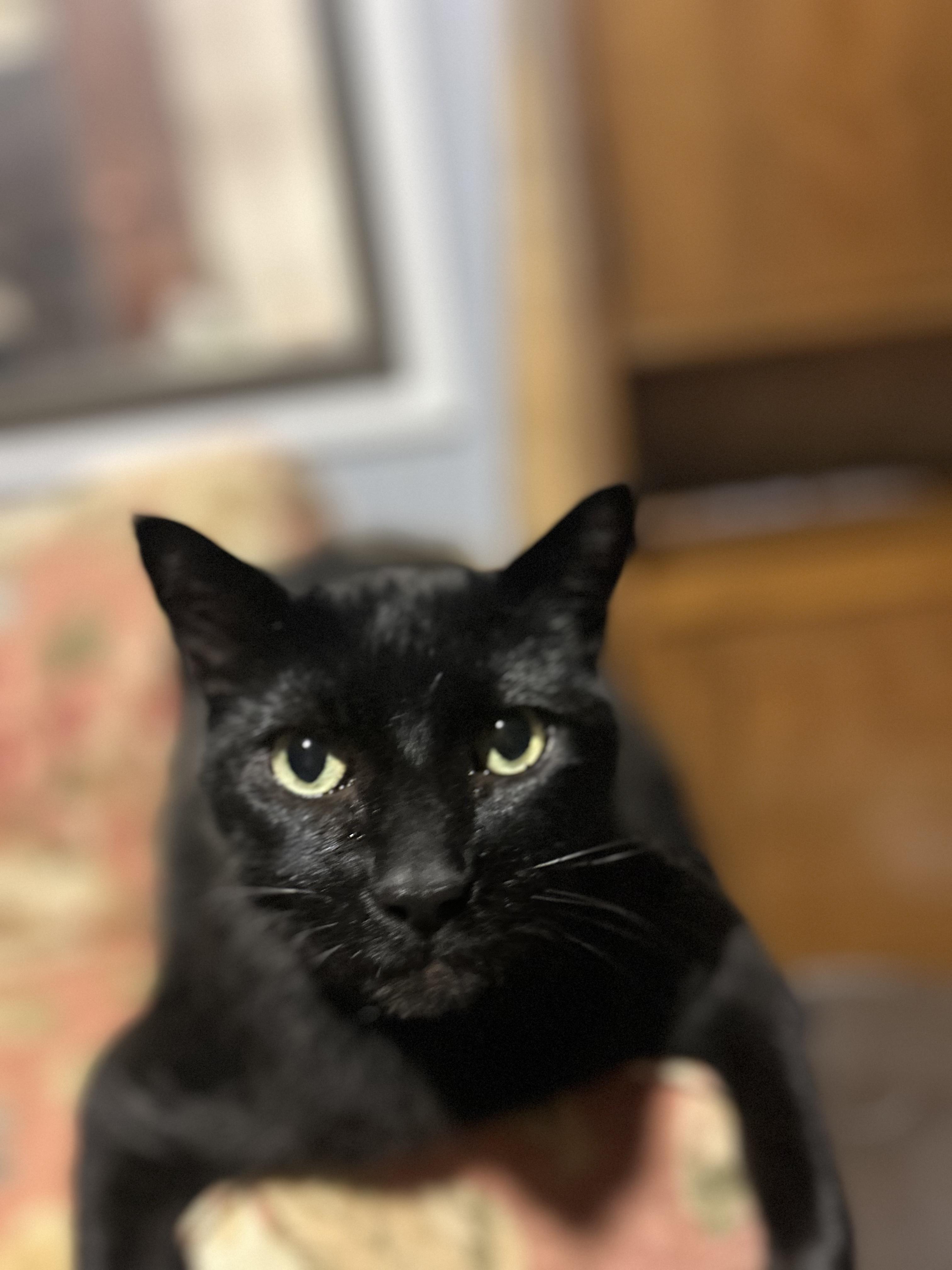 Little Bob, an adoptable Domestic Short Hair in Onalaska, WI, 54650 | Photo Image 1