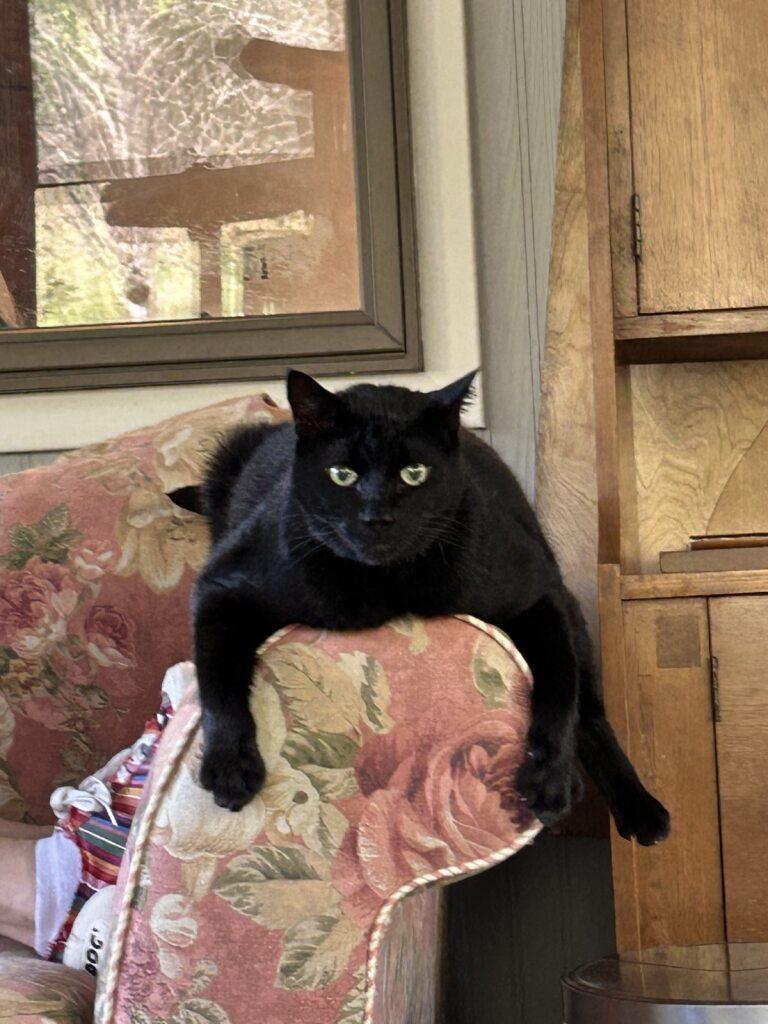 Little Bob, a Adoptable Domestic Short Hair in Onalaska, WI image 1/6