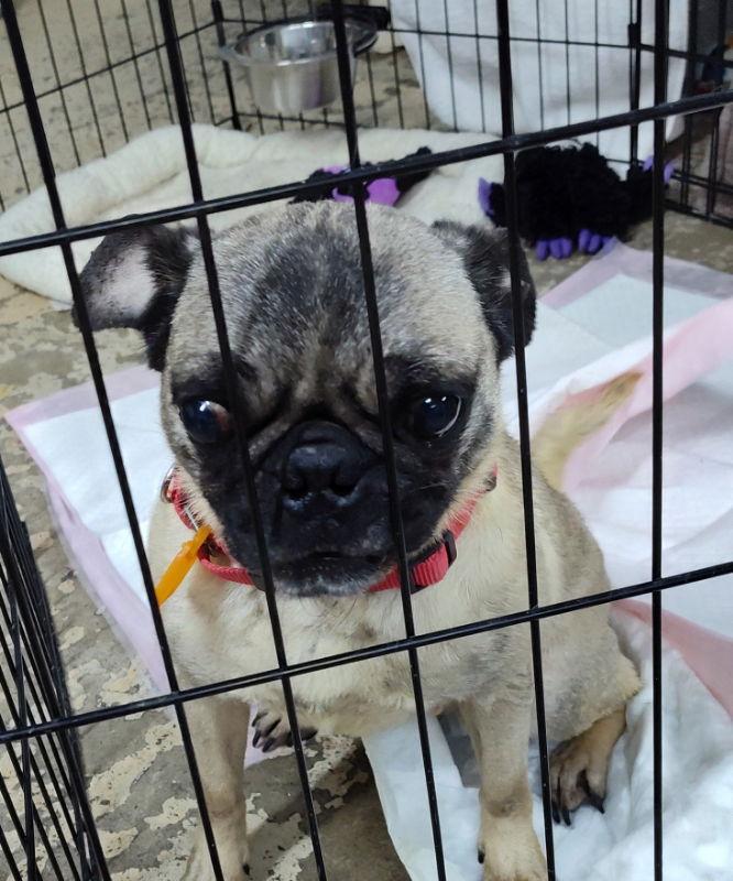 Enlarge Vanellope Von Schweetz, a Adoptable Pug in Mukwonago, WI image 2/2