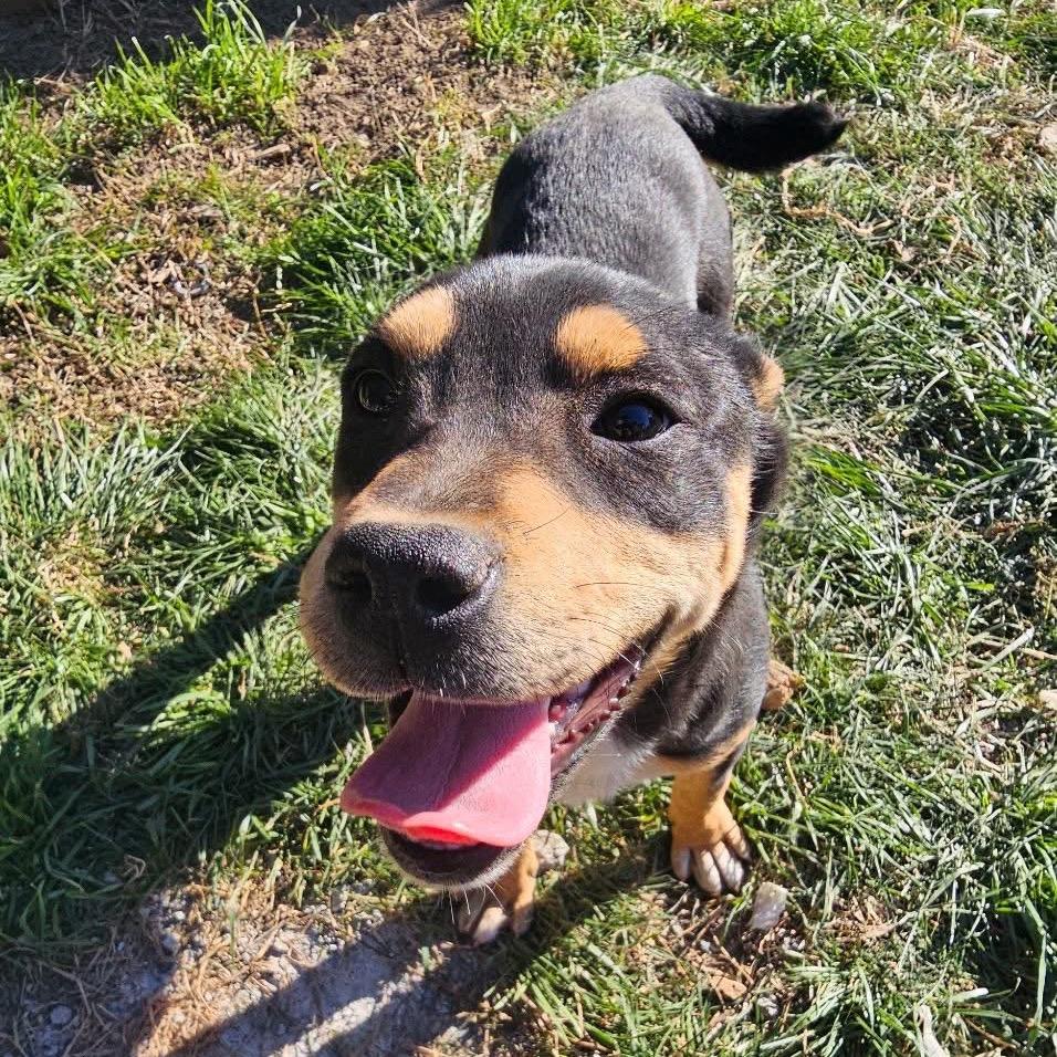 Betty, Adoptable, Puppy Female German Shepherd Dog.