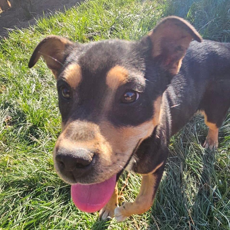 Enlarge Betty, a Adoptable German Shepherd Dog in West Richland, WA image 2/5