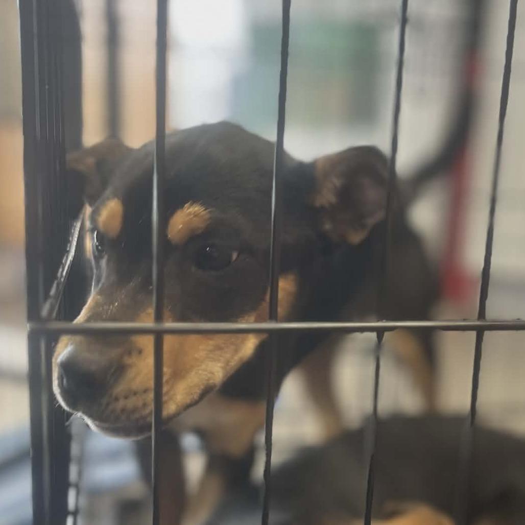 Enlarge Betty, a Adoptable German Shepherd Dog in West Richland, WA image 3/5