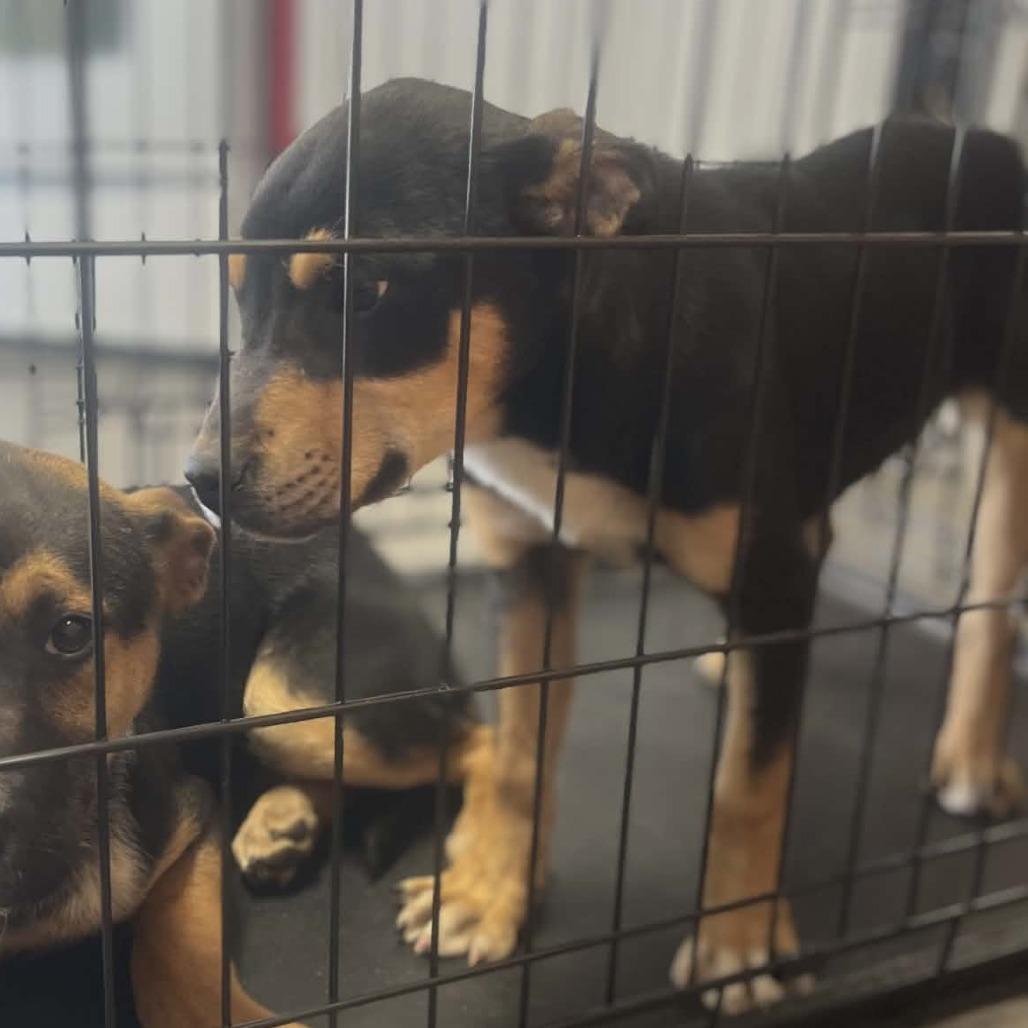 Enlarge Betty, a Adoptable German Shepherd Dog in West Richland, WA image 4/5