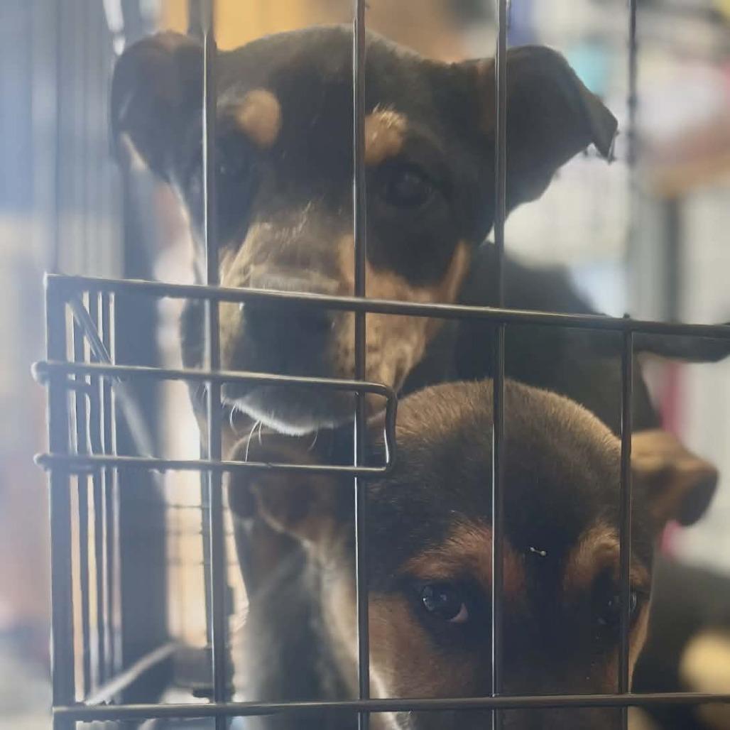 Enlarge Betty, a Adoptable German Shepherd Dog in West Richland, WA image 5/5