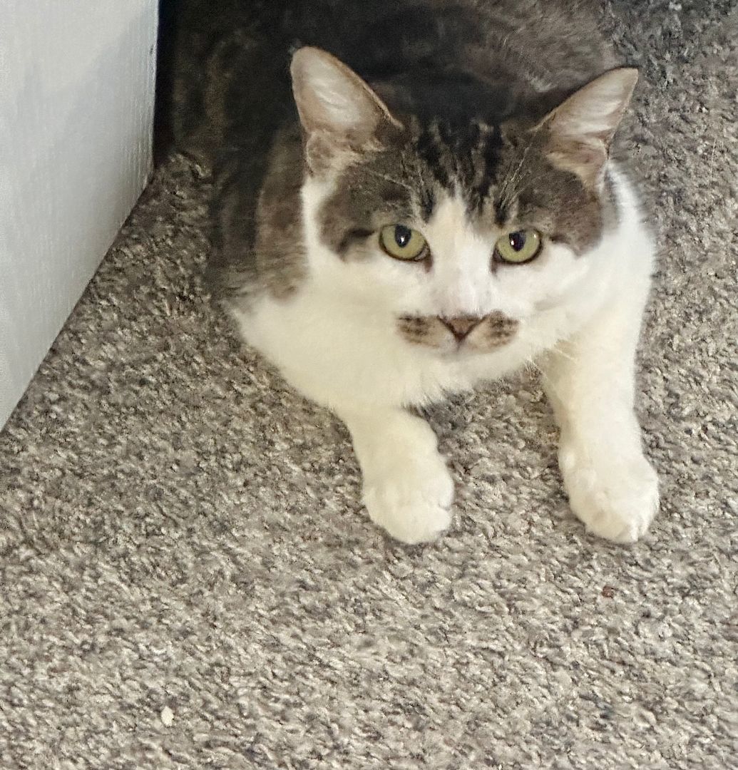 Grace, Adoptable, Adult Female Domestic Short Hair.