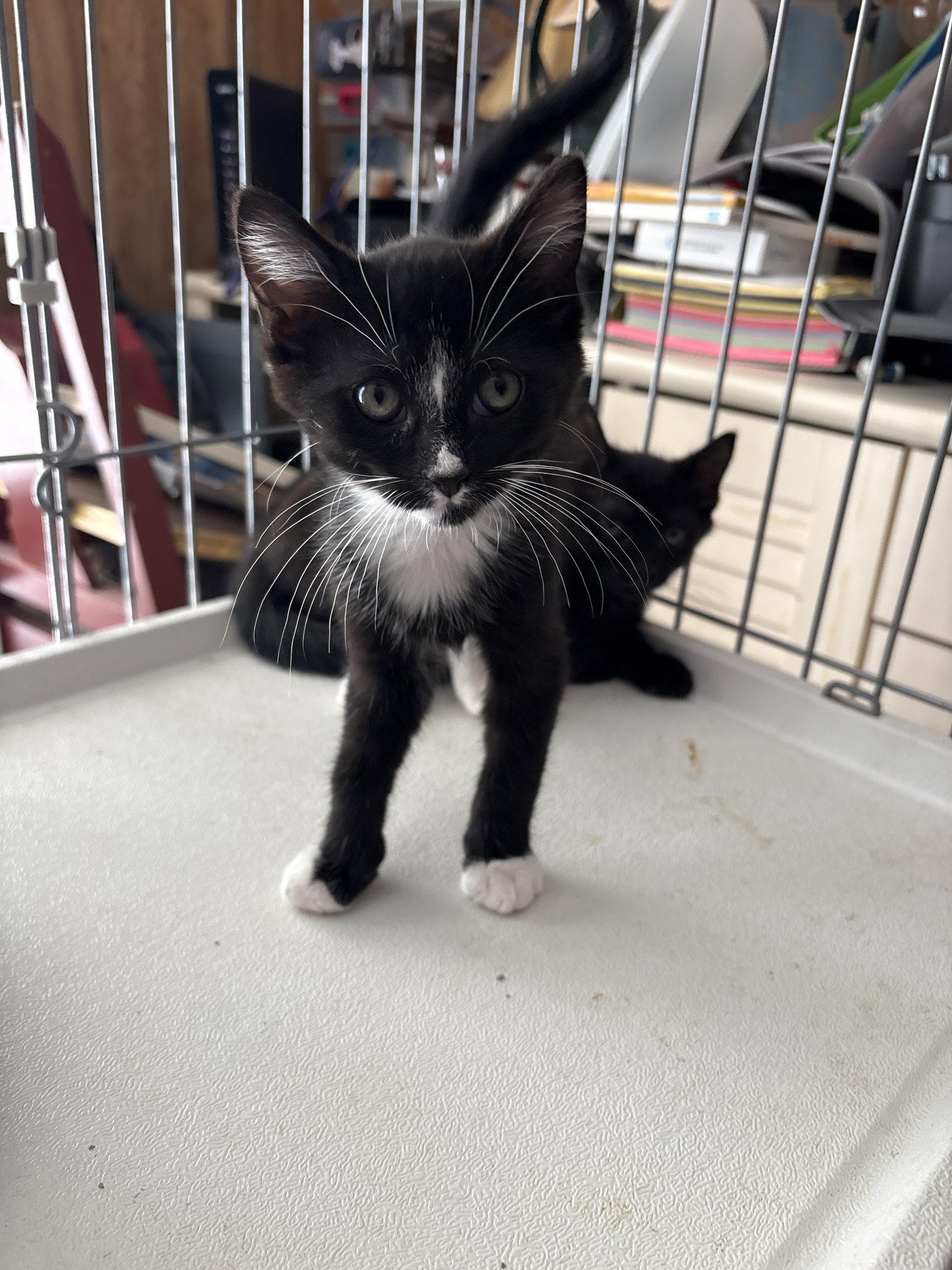 Jason, Adoptable, Young Male Domestic Medium Hair.