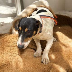 Enlarge Hockney, a Adopted mixed breed in Durham, NC image 1/1