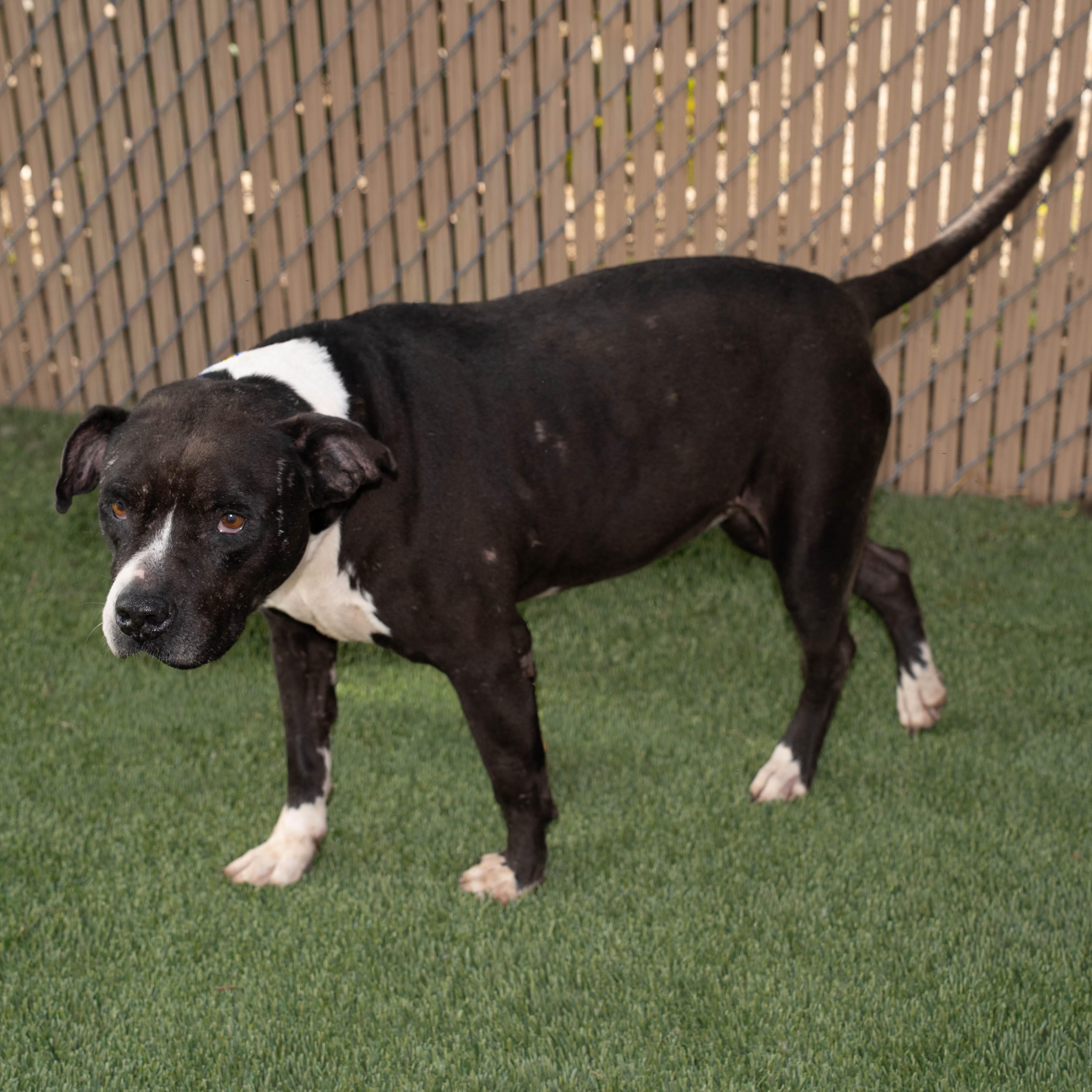 Lina, Adoptable, Senior Female Mixed Breed.