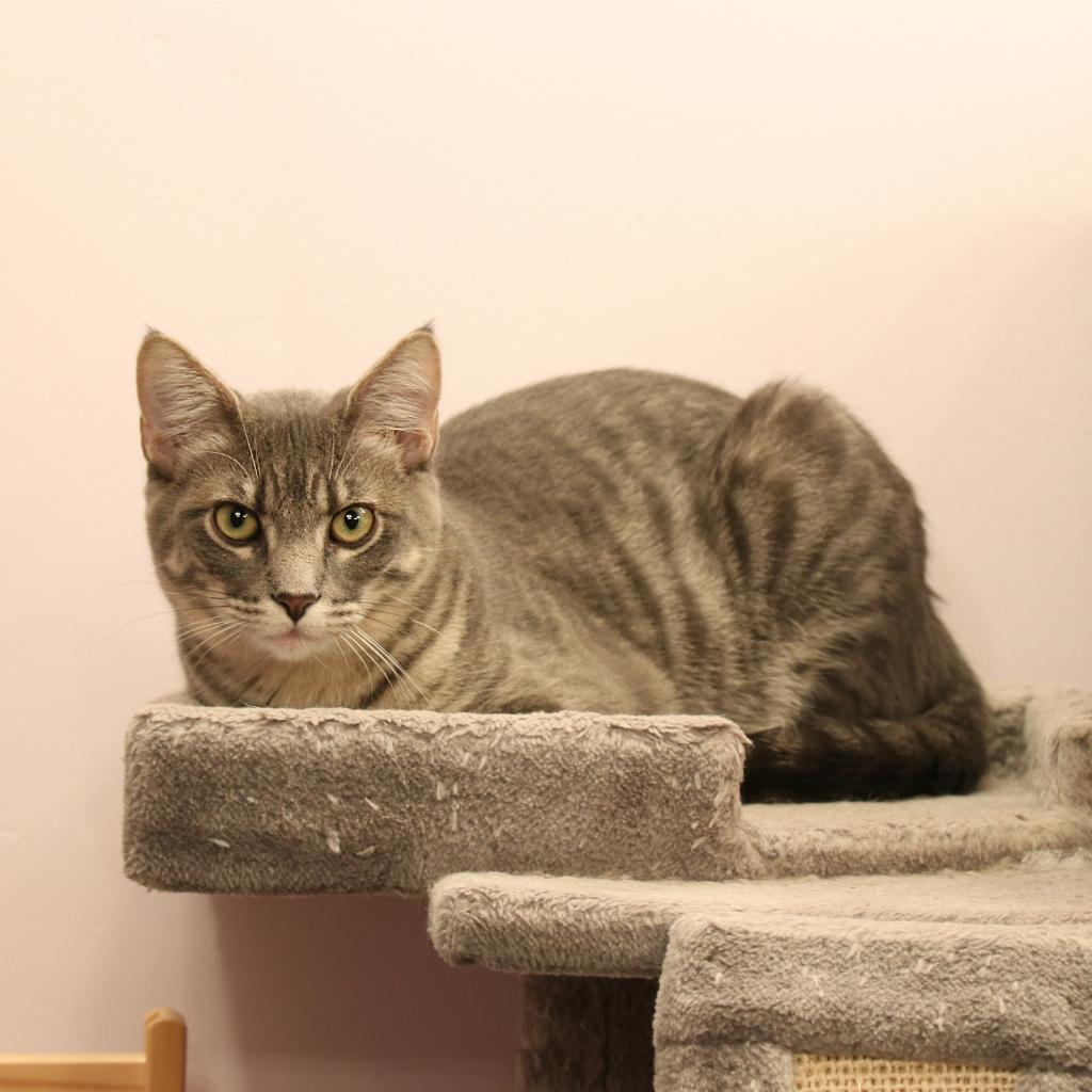 Beignet, Adoptable, Adult Male Domestic Short Hair.