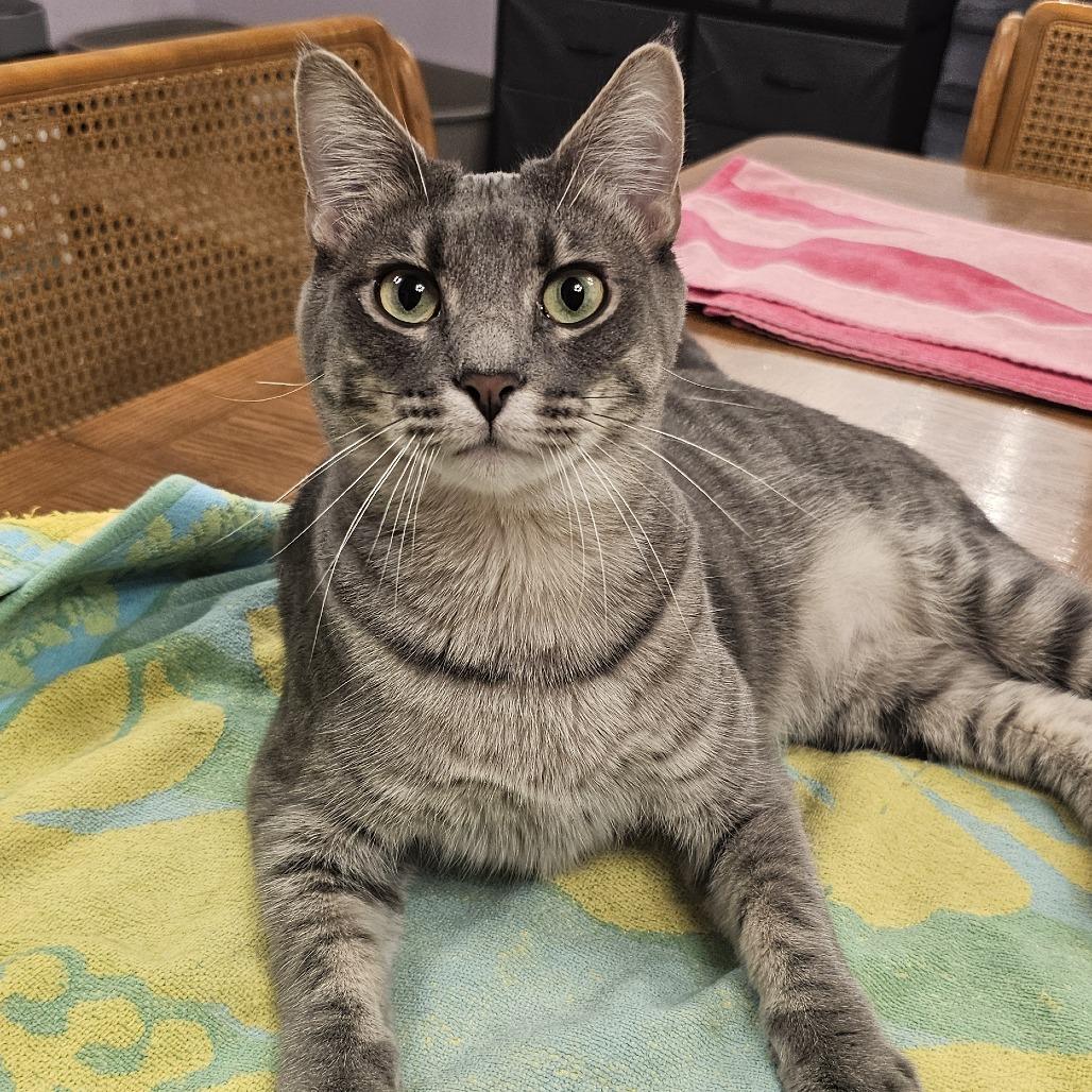 Beignet, Adoptable, Adult Male Domestic Short Hair.